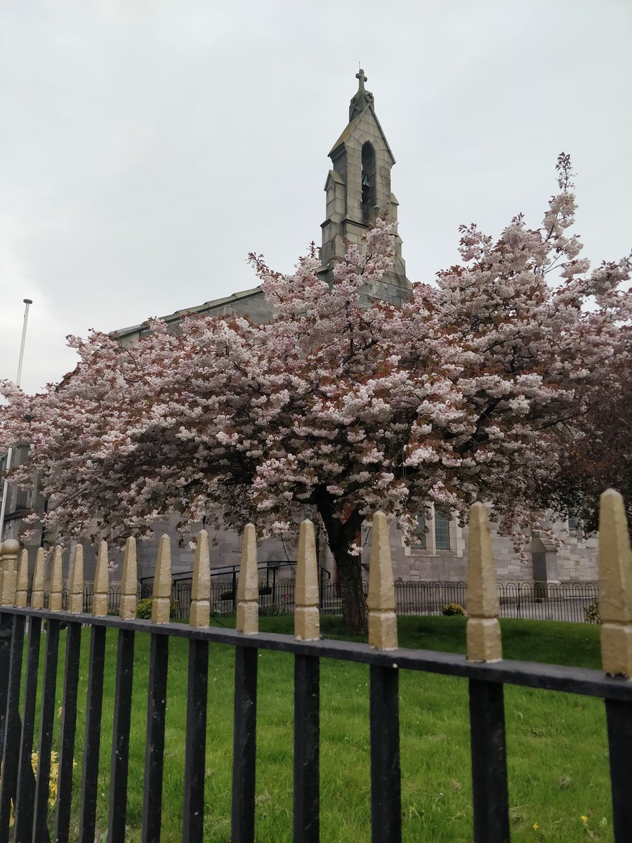 Cherry blossom at St Michael's Church by Fiona H.