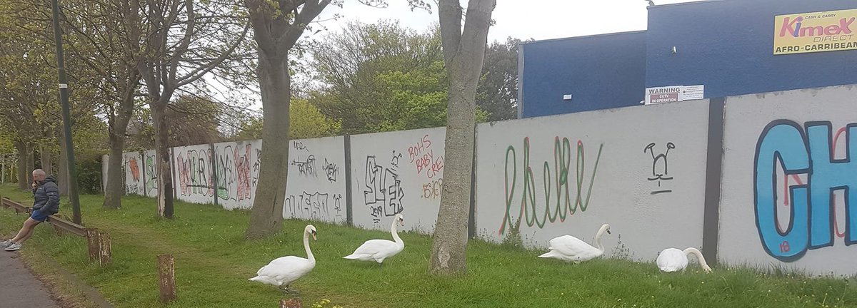 Swans social distancing by Orlaith M