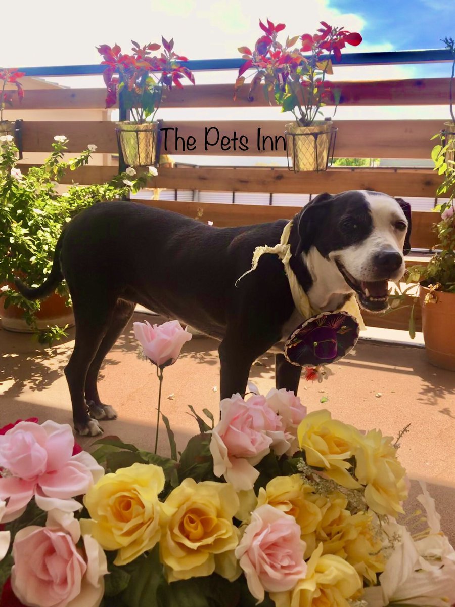 The Pets Inn SA (@thepetsinnsa) on Twitter photo 