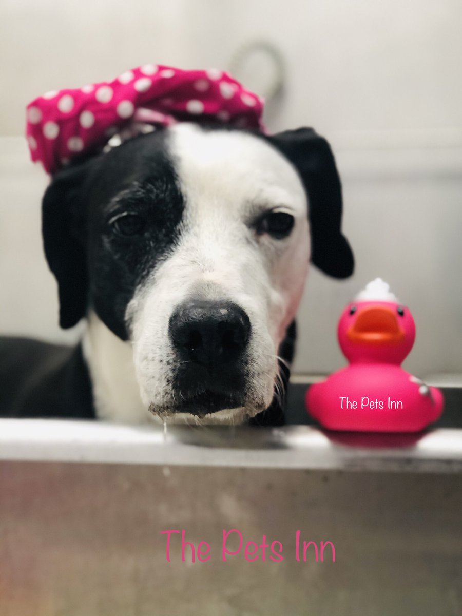 ThePetsInnSA's tweet photo. https://t.co/eqR2R4JWGB