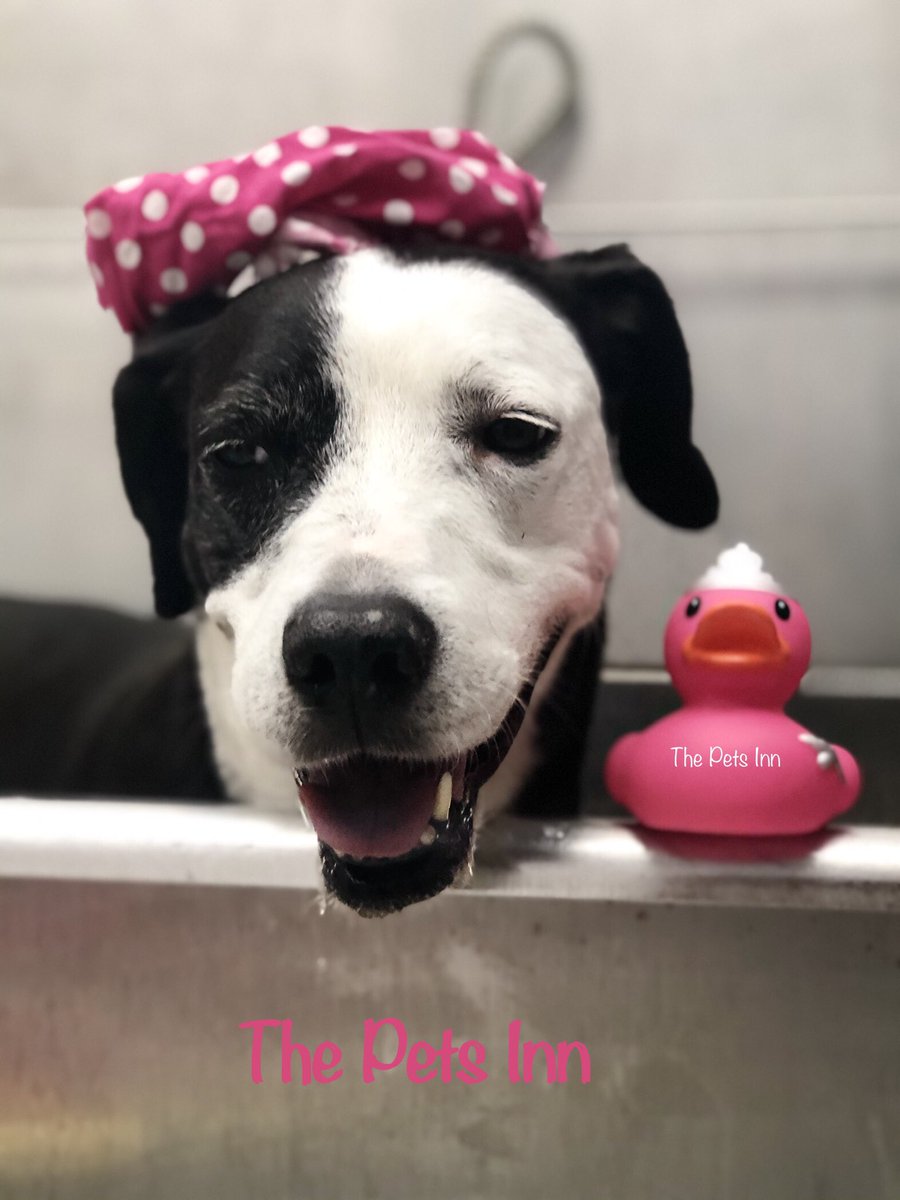 The Pets Inn SA (@thepetsinnsa) on Twitter photo 