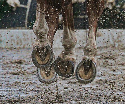thephoenixfilly's tweet photo. Ingredients in Horse Joint Supplements and How They Can Help https://t.co/HMjP8WSZgP https://t.co/Kw3n3TRxm8