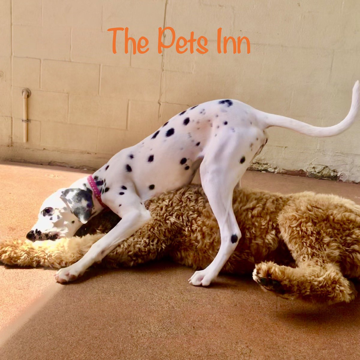 ThePetsInnSA's tweet photo. https://t.co/sP442AT82N