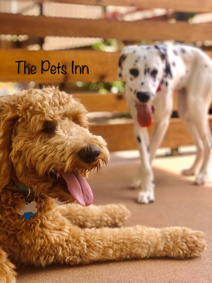 The Pets Inn SA (@thepetsinnsa) on Twitter photo 