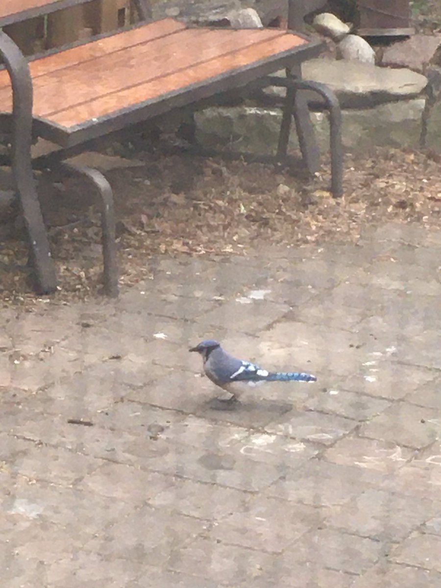 Kate St. Cyr (@katestcyr2) on Twitter photo Day 3/7: #mylifeinpictures. Rules: no words, no people. I was challenged by <a href="/shelbysturrock/">Shelby L. Sturrock</a>. I challenge my (amateur ornithologist) friend <a href="/JPSoucy/">Jean-Paul R. Soucy</a>. Day 3/7: #mylifeinpictures. Rules: no words, no people. I was challenged by <a href="/shelbysturrock/">Shelby L. Sturrock</a>. I challenge my (amateur ornithologist) friend <a href="/JPSoucy/">Jean-Paul R. Soucy</a>.