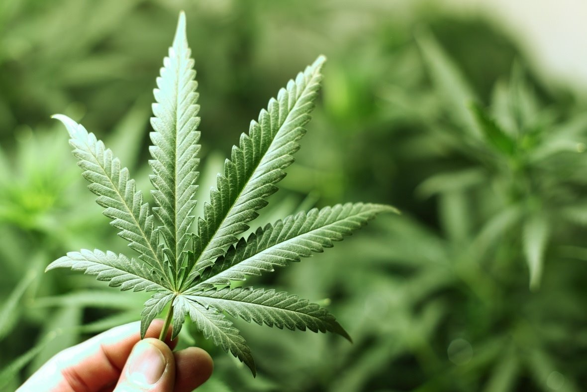 EpicuroDeSamos_'s tweet photo. Para sustituir rentas del petróleo puede empezarse por legalizar el consumo recreativo de la marihuana. En algunos estados de EEUU lo hicieron y las regalías obtenidas son exorbitantes.

Tibios y uribistas escandalizados (por su ignorancia) en 3, 2, 1... https://t.co/ttawBh8FmI
