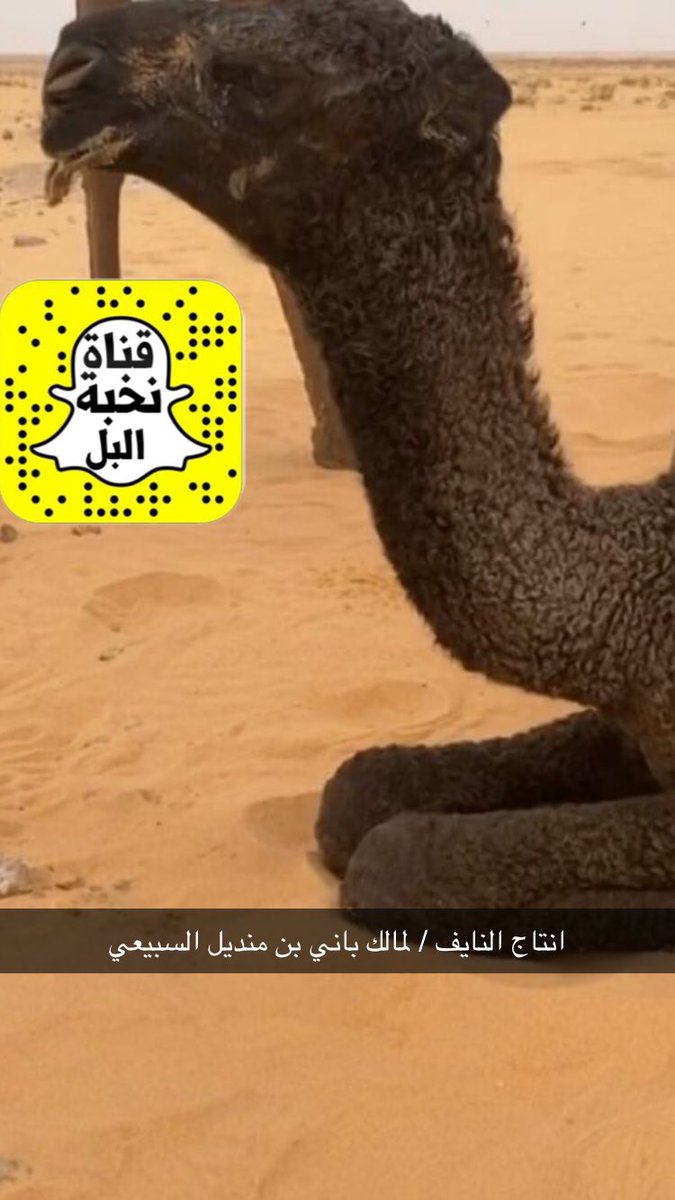 انتاج النايف / لمالك باني بن منديل السبيعي