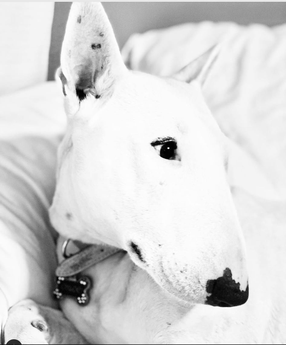 SDietrichPhoto's tweet photo. Guess who is keeping me company during this quarantine....Snoopy Bella my baby girl 🐶❤️ #bully #bullylove #bullterrier #englishbullterrier #snoopy #dogoftheday #dogsofinstagram #dog #doglife #doglover #Photoshoot #image #instaphoto #sabrinadietrich #az
https://t.co/haSCULEKqn https://t.co/bqB4yUDZCH