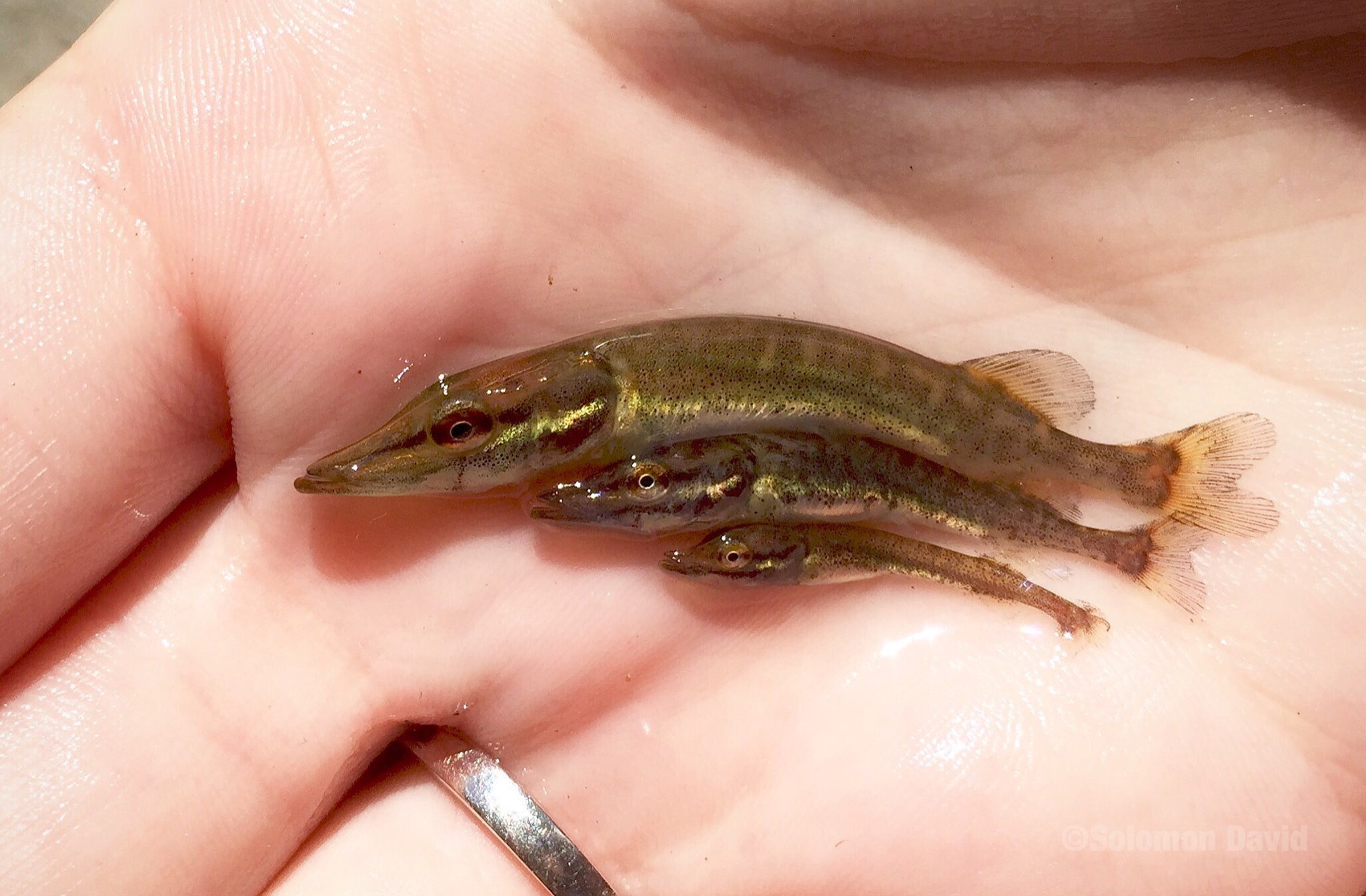 Baby pike on sale