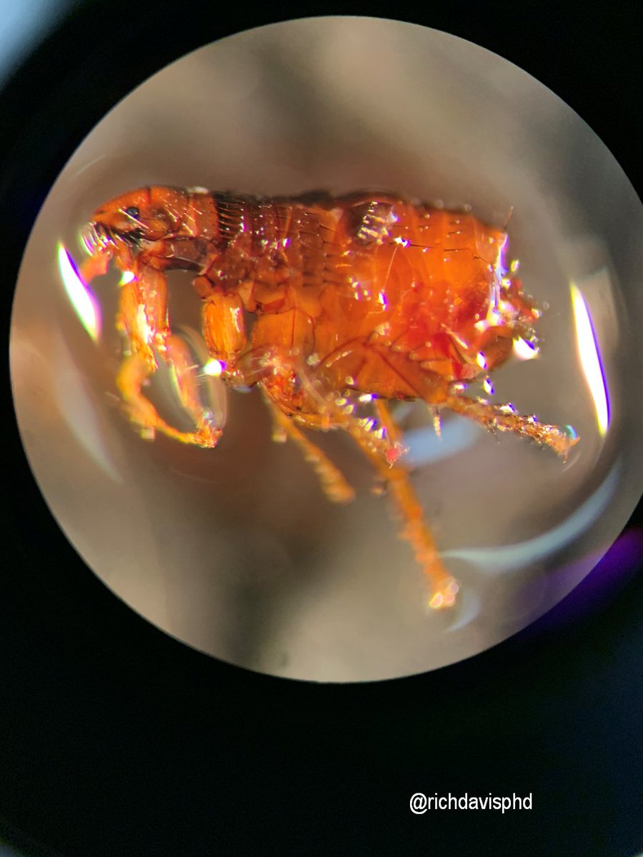 For  @badasslabrat a less typical parasite identification request we got in the lab - a flea! I really like the serrated teeth-look. #LabWeek2020  #MLPW2020 https://twitter.com/badasslabrat/status/1252339513751306240?s=20