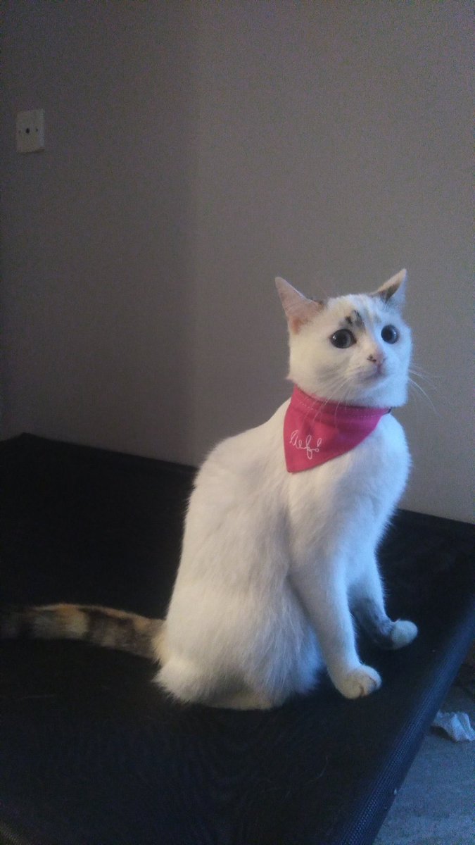 Top Des Screen tweet media