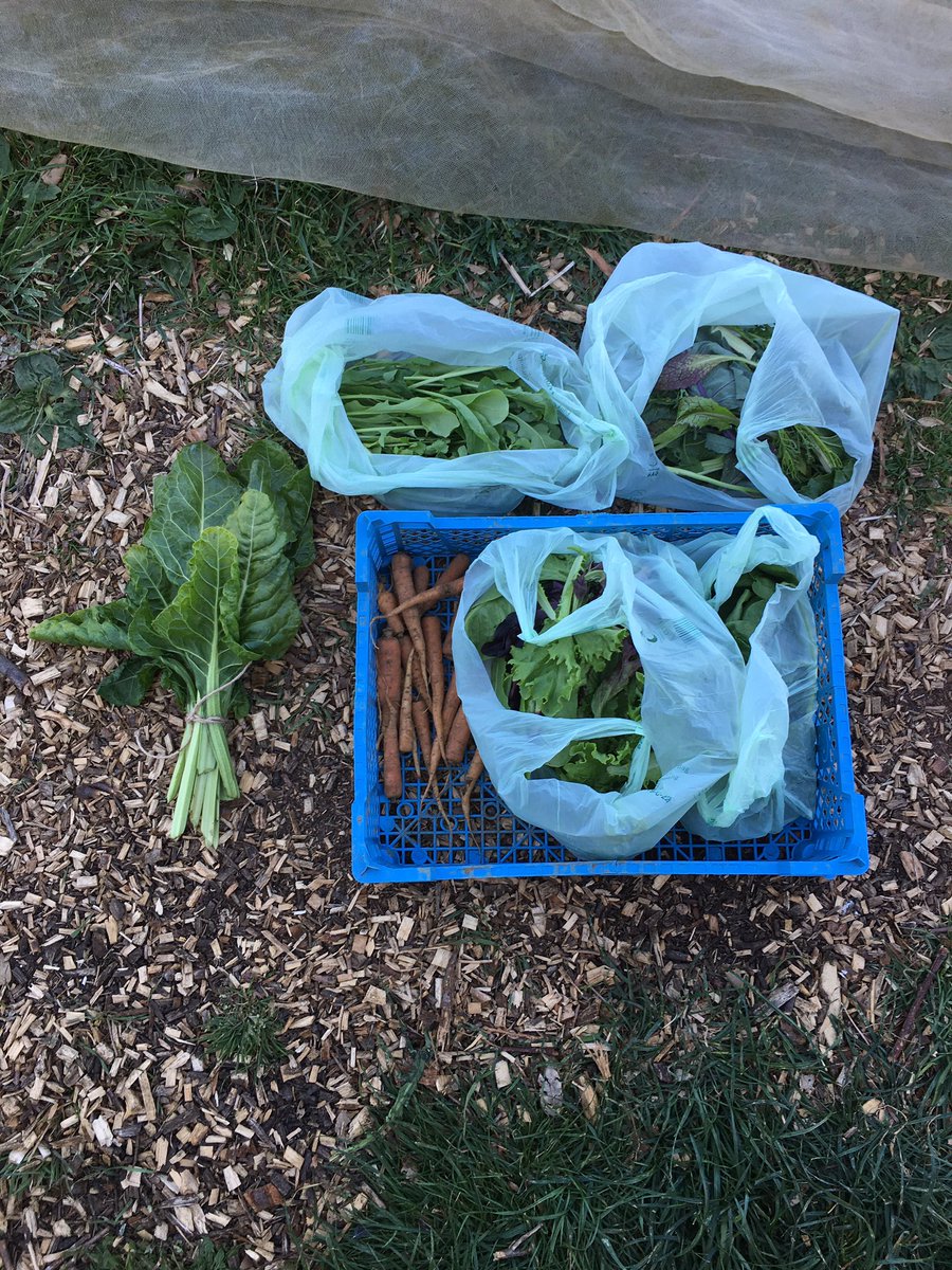 The Oak Tree tweet media