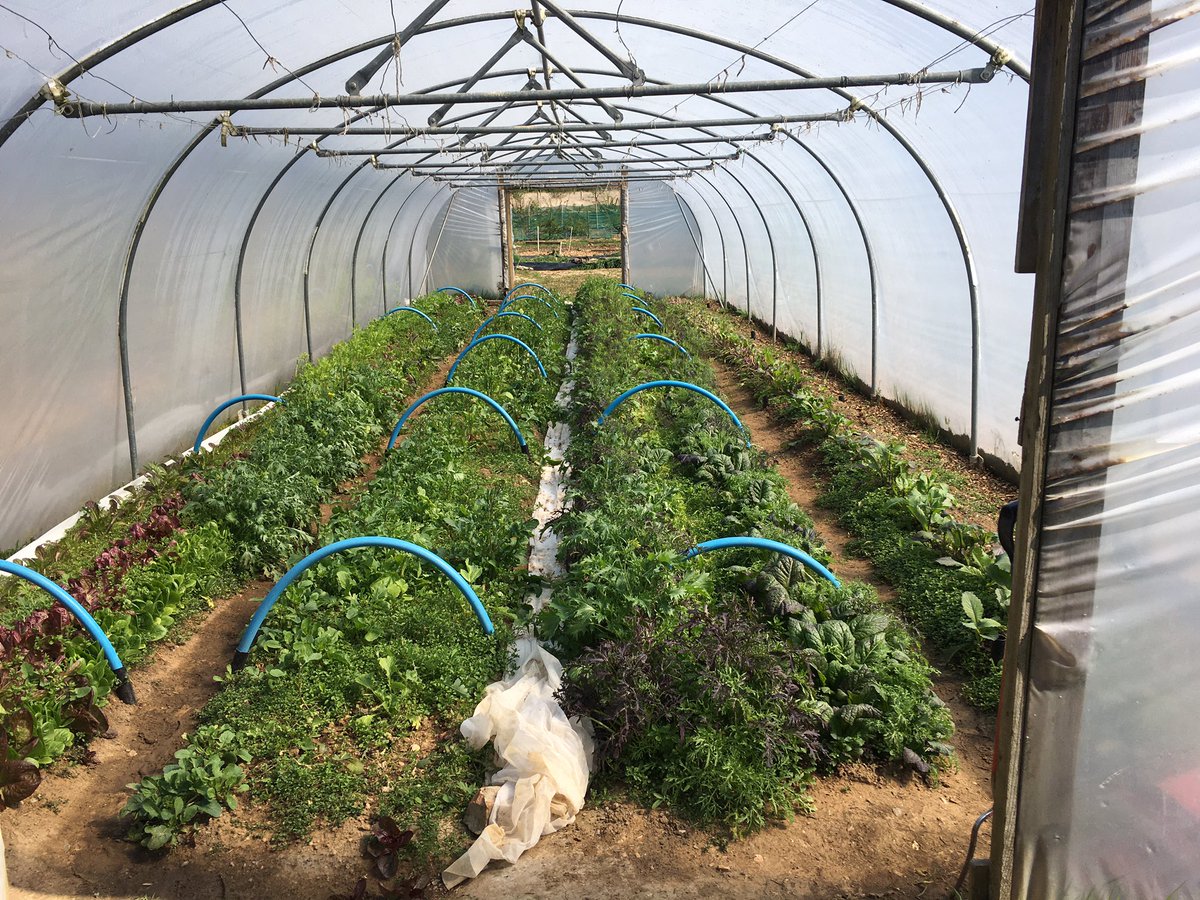 The Oak Tree tweet media