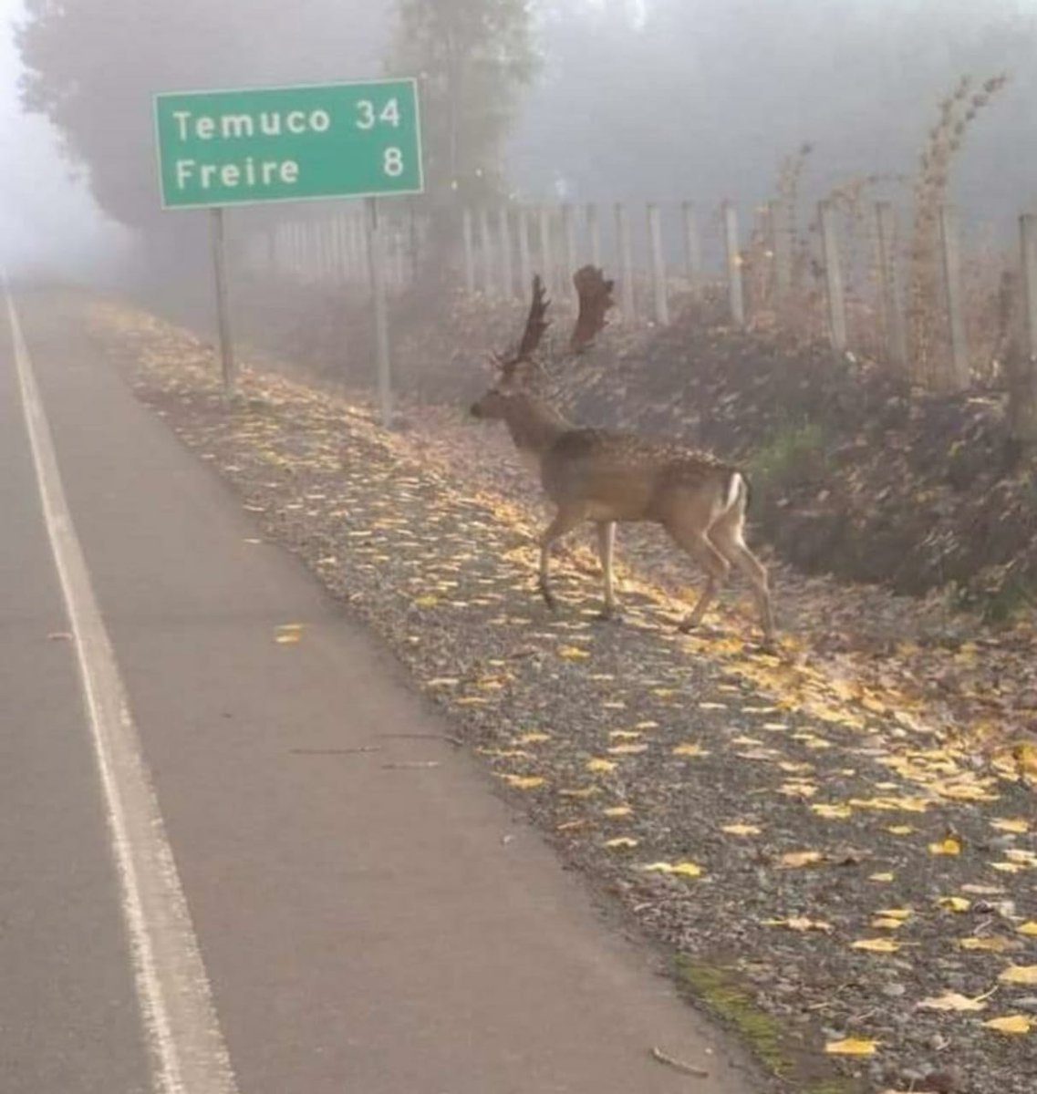 c_pachecojerez's tweet photo. Vieron esto ruta Freire/Villarrica? https://t.co/4kG7EEQNOI