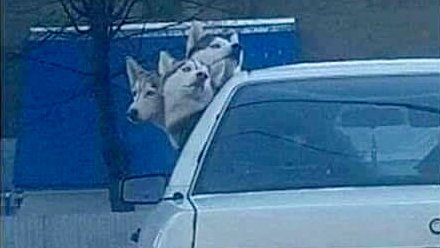 susanschroder's tweet photo. #MythologyMonday 
-When Cerberus notices you drove past the dog park and are instead on the way to the vet. 😮 https://t.co/EI08c3ikIo