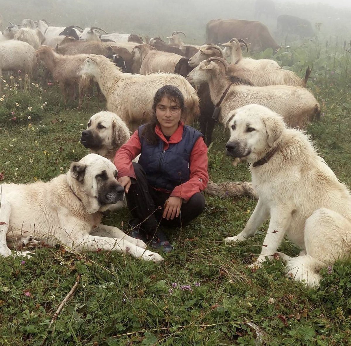 kurdish sheepdog