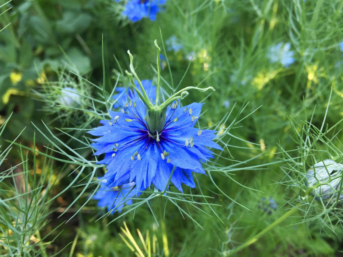 Ateez as flowers @ATEEZofficial  #ATEEZ #YUNHO as Love-in-a-Mist flowerFlower meaning:Reaching about 50cm in height & native to Europe, North Africa & Asia.Symbol of harmony, love, perplexity & kiss me. This flower is a symbol of the bonds that bind people together.