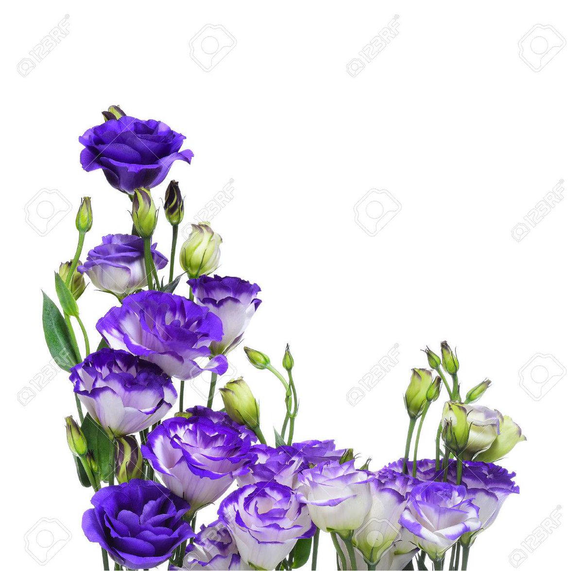 Ateez as flowers @ATEEZofficial  #ATEEZ #YEOSANG as Lisianthus flowerFlower meaning:This flower symbolizes an outgoing nature & is native to Texas & Mexico, and descended from a North American wildflower. It symbolizes appreciation, respect, love, acceptance & acknowledgement