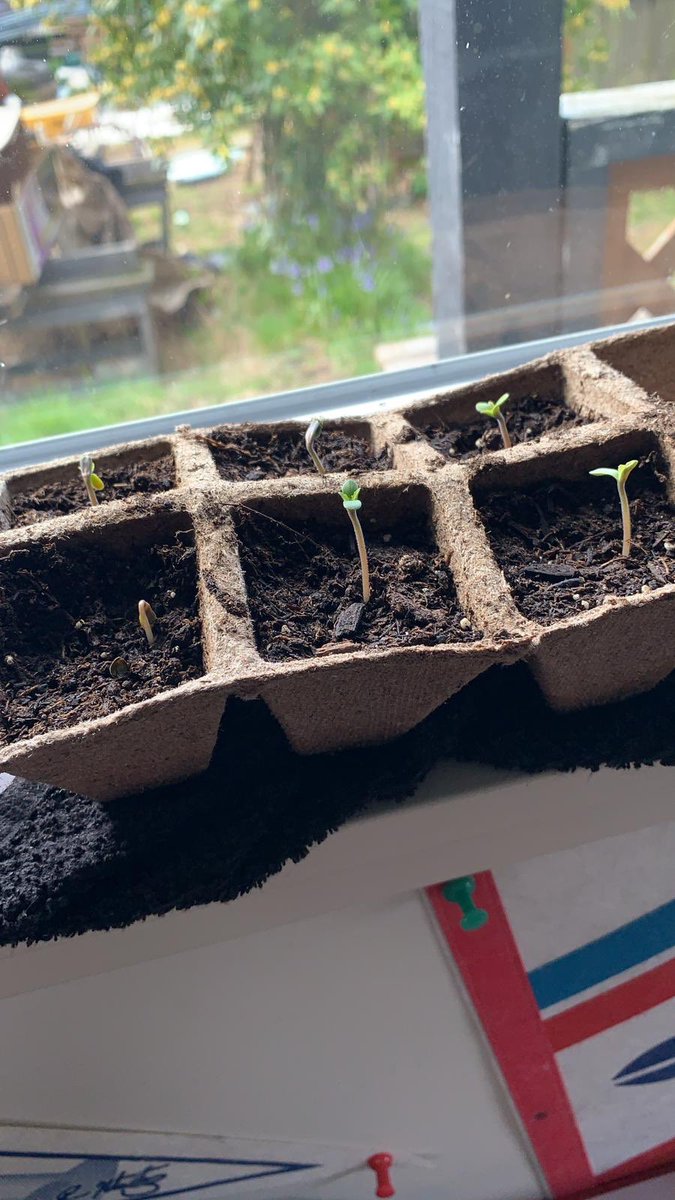 How ironic that my first leaves appeared on 420 🤔😆 #weed #cannabis #weedlife #weedporn #weedcommunity #weedtube