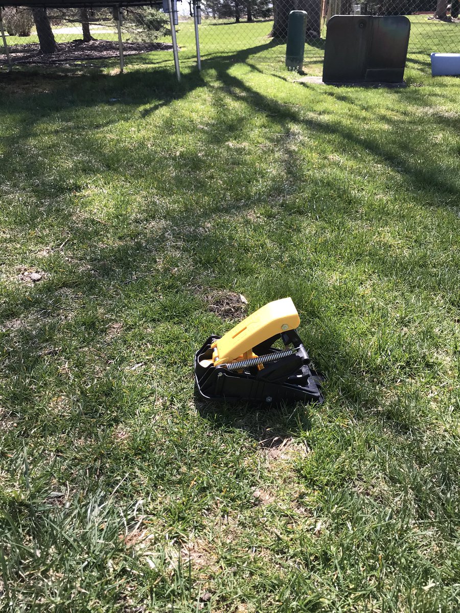 BreukerTurf's tweet photo. Defending the home turf today. Talpirid Mole Trap from @BellLabsMouse is easy to set, highly visible and very effective! https://t.co/FNDISTaX0N