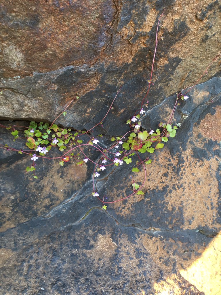 Purple flowers! Growing out of a crack in a rock!