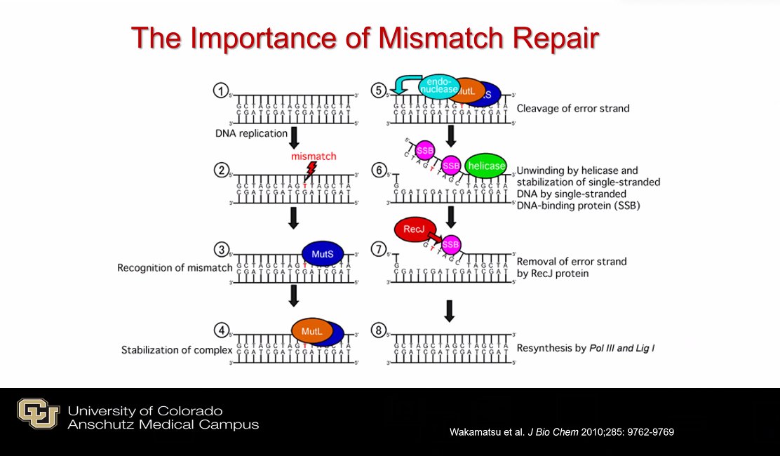 Mismatch repair genes colon cancer
