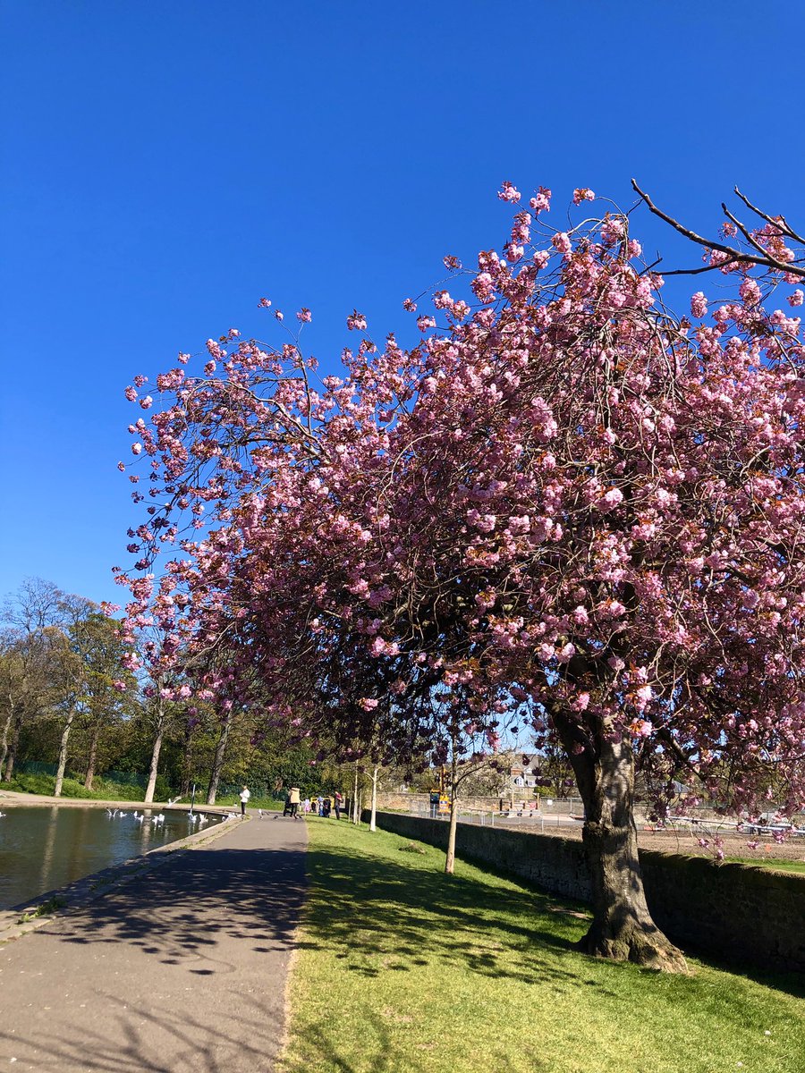 JollyKwan's tweet photo. Cherry blossoms everywhere at the Scottish capital ☀️🏴󠁧󠁢󠁳󠁣󠁴󠁿🌈🌸 #spring #lockdownuk https://t.co/Pnhkdqyi3r