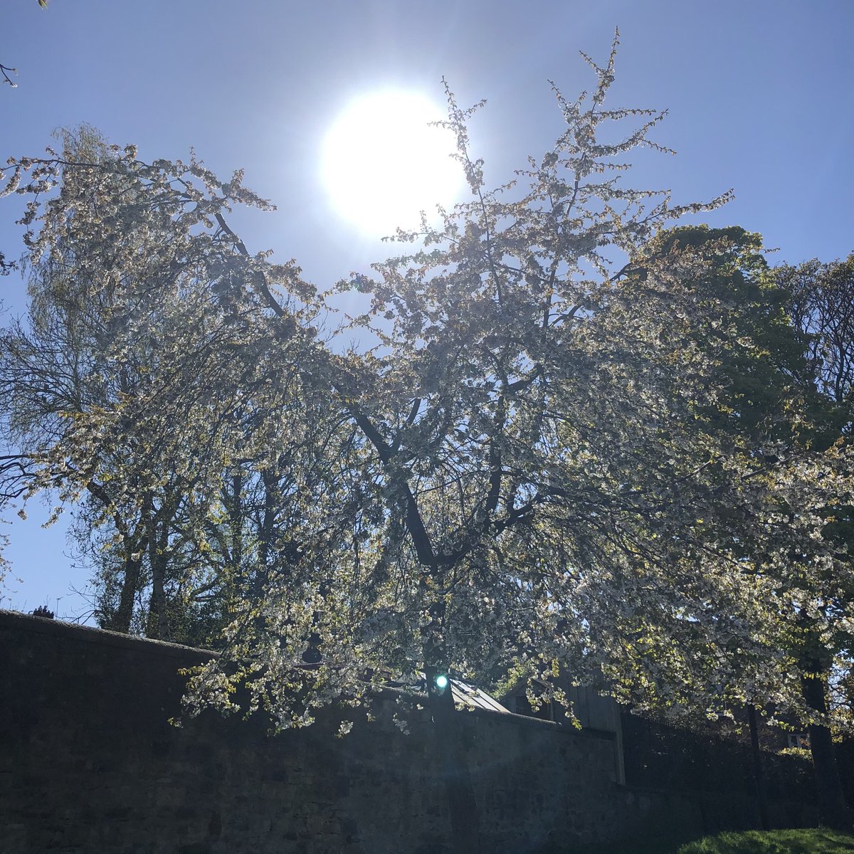 JollyKwan's tweet photo. Cherry blossoms everywhere at the Scottish capital ☀️🏴󠁧󠁢󠁳󠁣󠁴󠁿🌈🌸 #spring #lockdownuk https://t.co/Pnhkdqyi3r