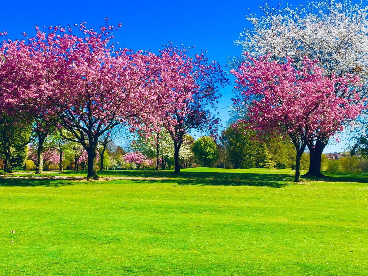 Shandon Park GC tweet media