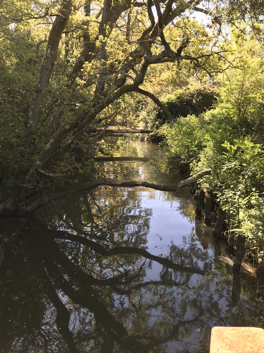 rogersanders's tweet image. Another glorious day #lockdownwalk #shalfleet #IsleofWight