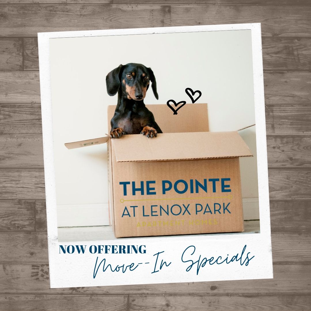 Call TODAY to learn more about our limited-time move-in specials! Residents, refer your friends and we will thank you with a $500 reward! 

#lovethepointe #pointelenoxpark #brookhavenliving #buckhaven #buckhead #lenoxpark #rampartnersllc #smartmove #smartlife