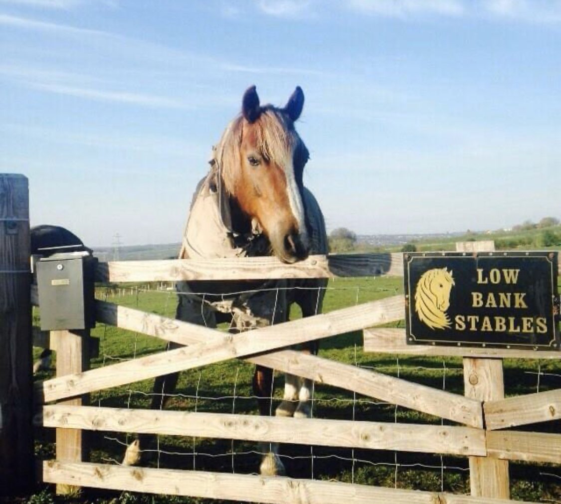 Professional equine training &amp; #livery services facebook.com/Lowbankstables/ #Newcastle #ponyhour #NorthEast #SmallBiz