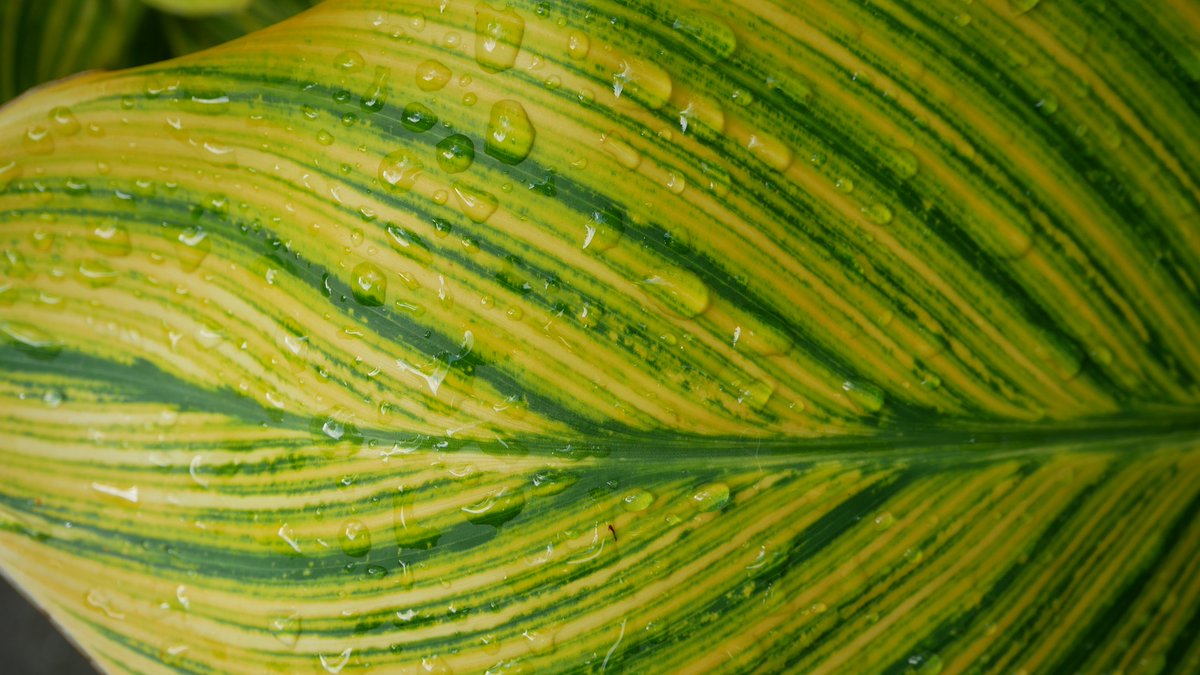 LeonardoISAST's tweet image. Special #EarthDay Day #LASERTalks — Cyclone Leaves Interventions into Virtual Spaces: A virtual and participatory performance for #EarthDayAtHome 

Thur 9am in #NZ | Weds 5pm EST | Weds 2pm PDT
22 April 2020, 5:00 P.M. NYC / 2:00 PM California
⏩ leonardo.info/laser-talks-in…