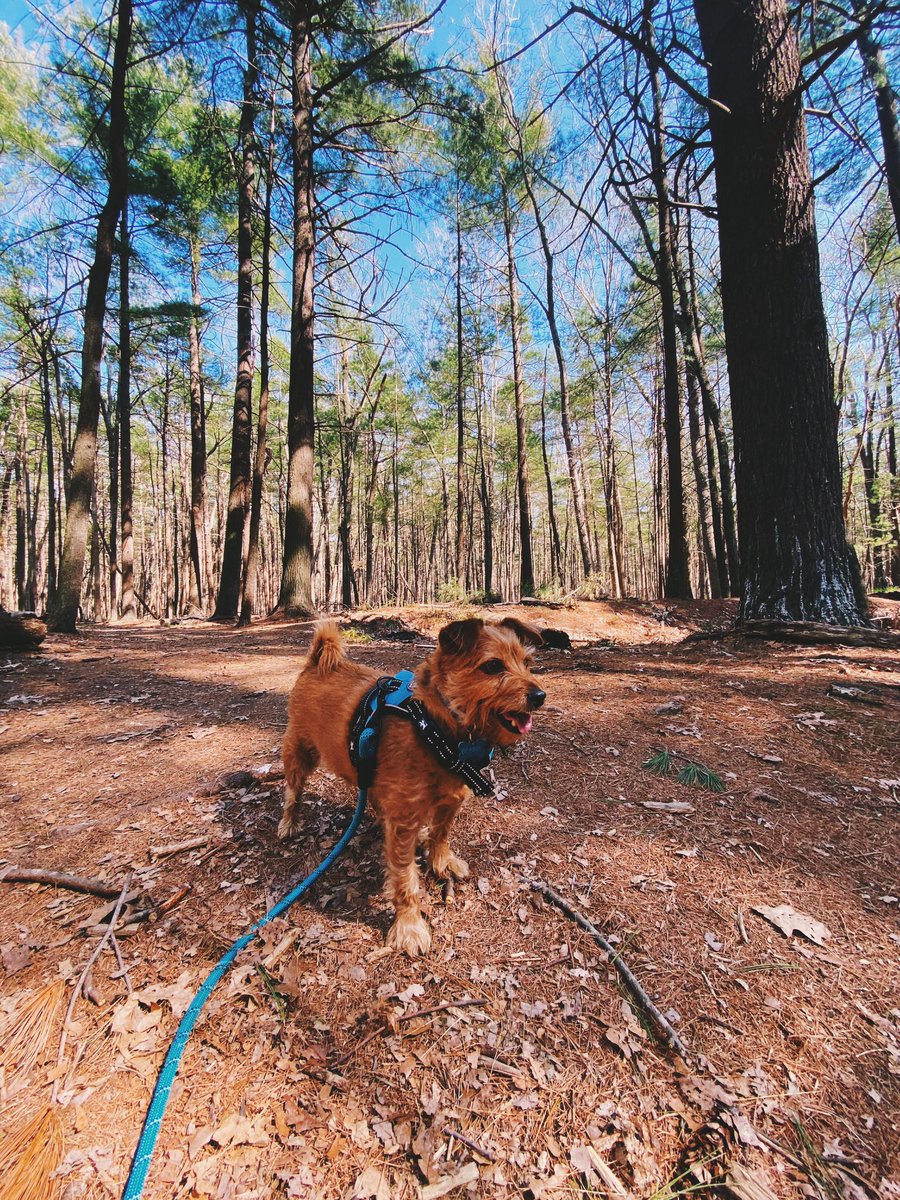 Lex D'Onofrio tweet media