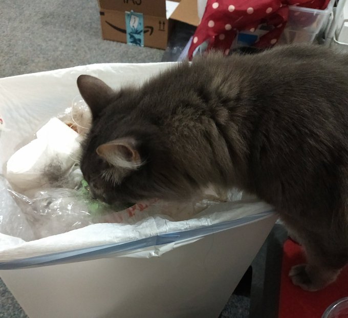 My cats both have jumped into the yeah can to eat their own fur. #trashcats https://t.co/cNwiY8pFJI<a href="/tag/trashcats"class="tags"><span>#trashcats</span></a>
