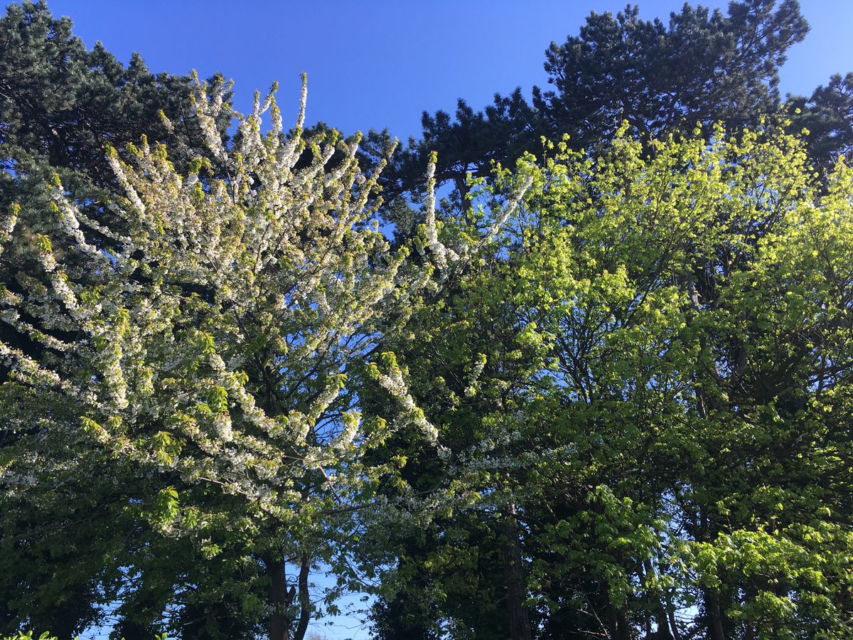 MuireannNiR's tweet image. Day 38 grateful for beautiful trees and a blue sky while #KeepingKidsEntertained #Covid19ireland
