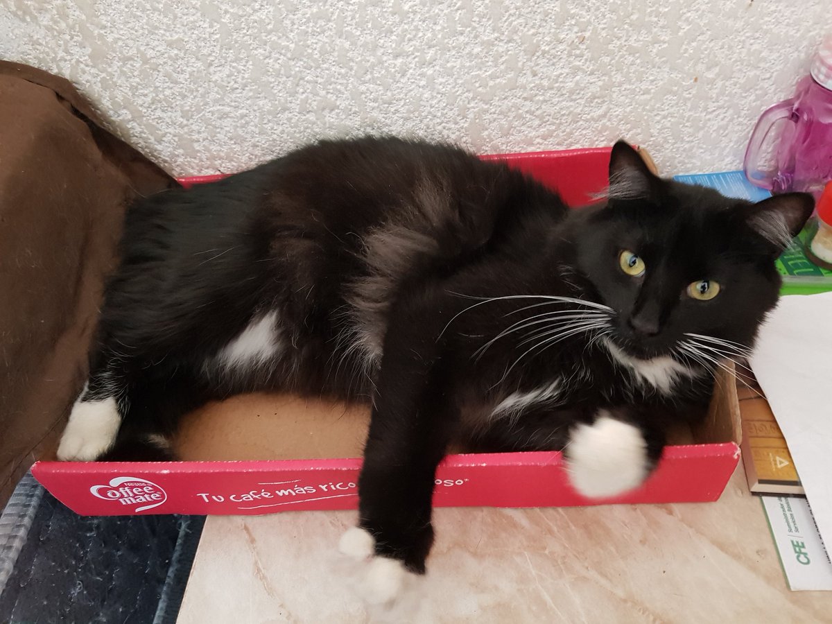NancyUbilla3's tweet photo. Adoran las camitas de cartón 😻 ¿Alguien sabe cómo se llama el patron de color de mi Dalí? 

#Dalí #GatoConTenis #Cats #CatLover #RescueCats #Gatos #GatosRescatados #AmanteDeLosGatos https://t.co/VYyjyJUpGM