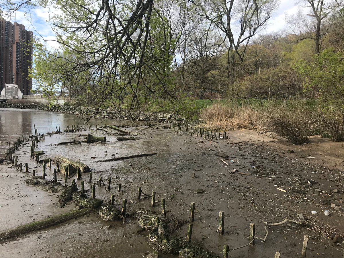 You may see a muddy flat, but we see the last Manhattan shoreline of its kind 🌾This #EarthWeek, read about our upcoming #livingshoreline installation and #wetlandrestoration at Sherman Creek Park's Swindler Cove: nyrp.org/blog/earth-wee… @NYCParks
