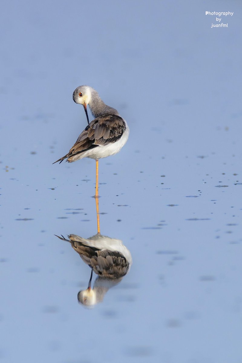 | Joven de cigüeñuela |

Estamos ante un ave limícola de tamaño medio con una longitud de unos 33 a 36 cm y una envergadura de 67 a 83 cm. Se caracteriza por presentar unas largas patas de color rojo.

  Foto tomada en la Dehesa de abajo.

#juanfmlphotography

#DoñanaParadise
