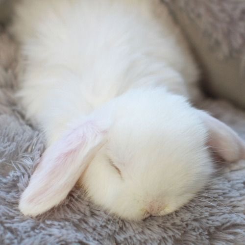 yibo as bunnies: a soft thread 