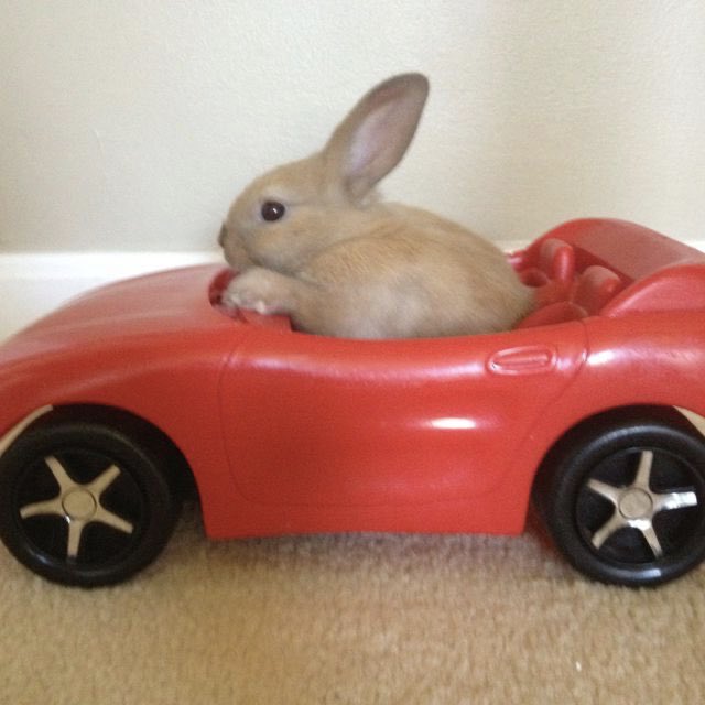 🐰