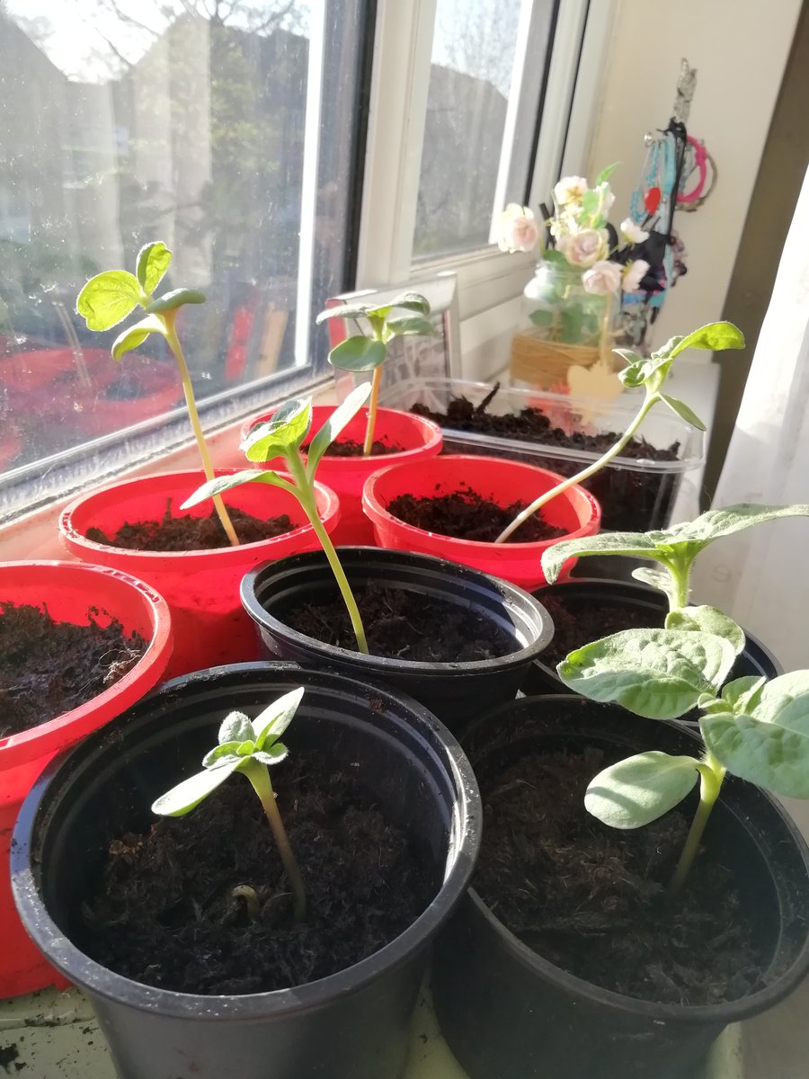 Georgiagiraffe's tweet photo. #sunflowers #Cucumbers #corgettes grown from seed #homegrown coming on lovely now #lockdownbabies #lockdownseedlings #lockdowngardening #mentalwellbeing #happythoughts https://t.co/jdEo89jS7W