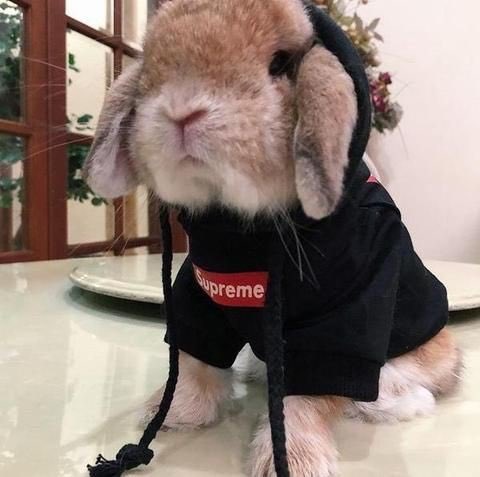 🐰