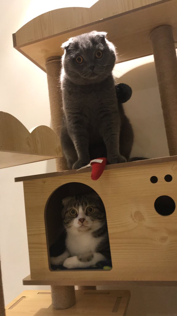 tscats_spa's tweet photo. https://t.co/qBHdnBiX7A