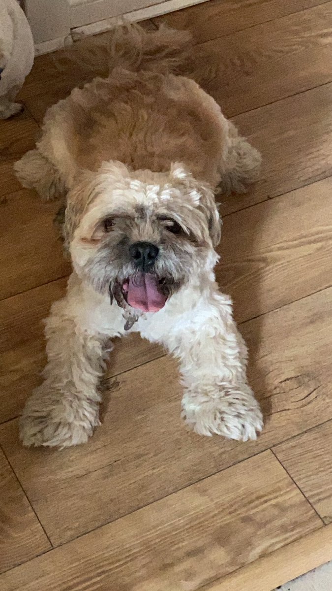 jo_simcox's tweet photo. Any dog parents done the equivalent of a bowl hair cut? Tonight I have attempted it! The before and after. This is just phase one and will be and ongoing project together! #nottheface #notthelegs #workinprogress #trustbond #longhair https://t.co/4HhPL3x7rR