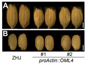 ThePlantCell's tweet image. Control of Grain Size and Weight by the GSK2-LARGE1/OML4 Pathway in Rice #CropYield #FruitDevelopment#PlantBiology doi.org/10.1105/tpc.19…