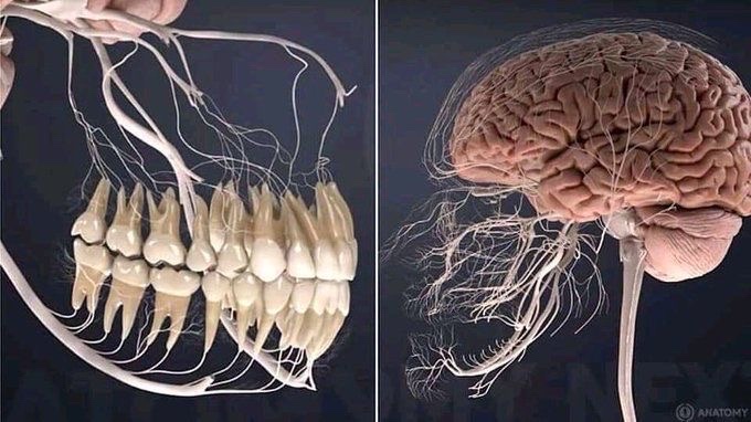 Your jaw is part of your inner radar with your tongue and teeth called the Stomatognathic system. They map out your head together for your brain to set the right muscle tone.This communication happens day and night.(Picture sent to me by  @AESCLEPIUS0 )