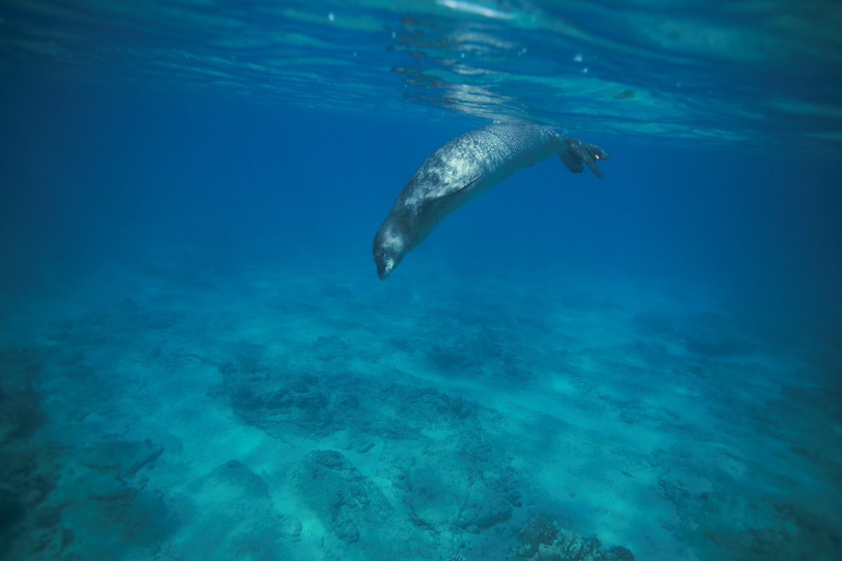 Happy #earthweek everyone! This week, we are going to sharing how the animals we work with help contribute to a healthy planet.  #hawaiianmonkseals. #HMARearthweek 
facebook.com/HawaiiMarineAn…