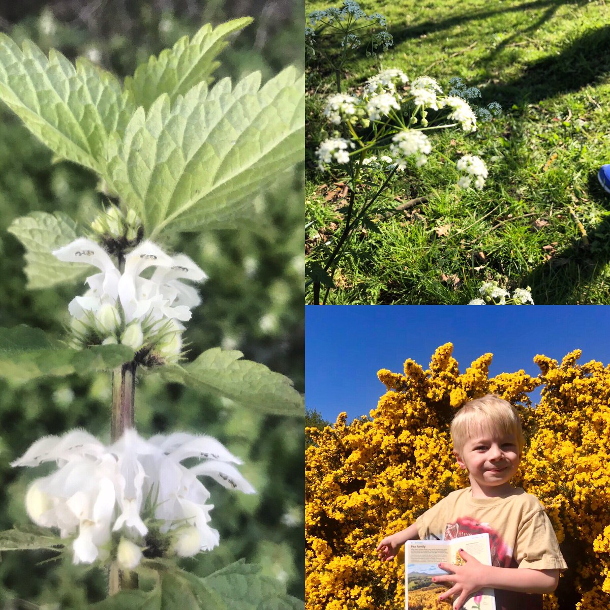 Here’s a recap of yesterday’s finds: White Dead Nettle, Cow Parsley and Gorse. Just wait till you see what we found today in our  #twopointsixchallenge !  #bowelcancer  #fundraaising  @JustGiving