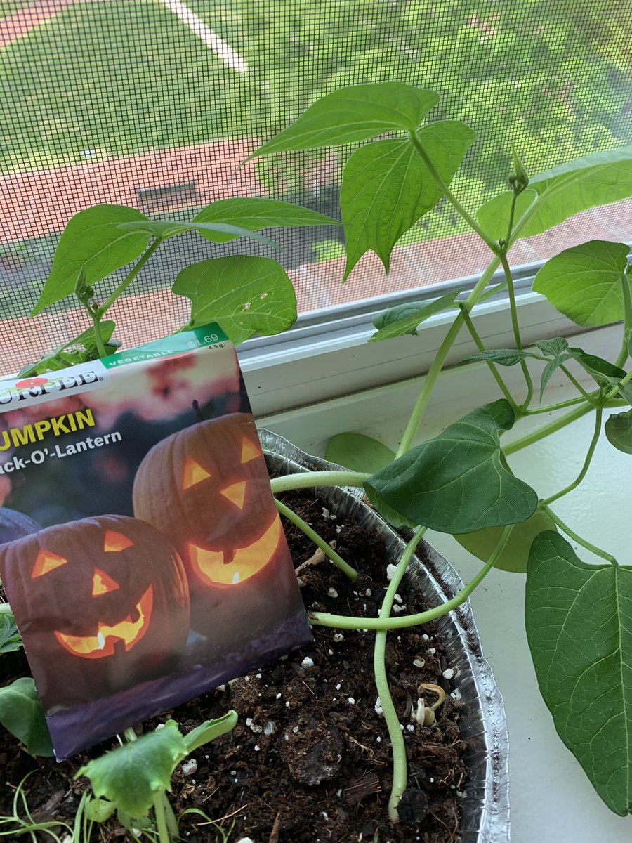 CPESKinder's tweet photo. Ms. Pereira has planted some pumpkin seeds a few weeks ago! Look how big they grew! #cpesbelieves @fcpsGet2Green #FCPSEarthWeek #OneWarhawkNation https://t.co/ofGuXp7ZWq